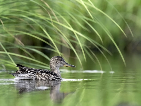 Tavi, Common Teal, Anas crecca