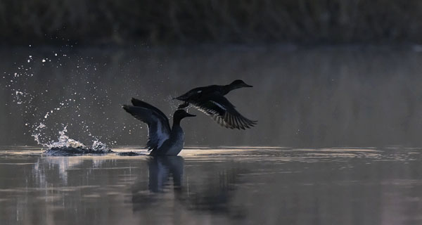 Tavi, Common Teal, Anas crecca