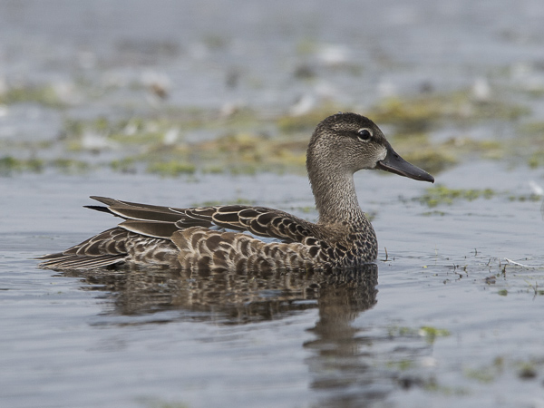 Sinisiipitavi, Blue-winged Teal, Anas discors