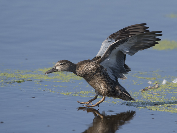 Sinisiipitavi, Blue-winged Teal, Anas discors