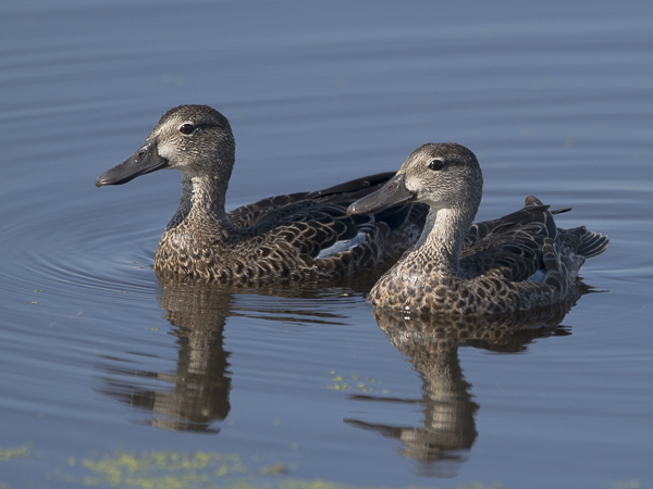 Sinisiipitavi, Blue-winged Teal, Anas discors