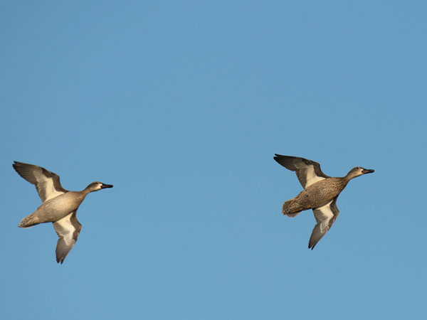 Sinisiipitavi, Blue-winged Teal, Anas discors