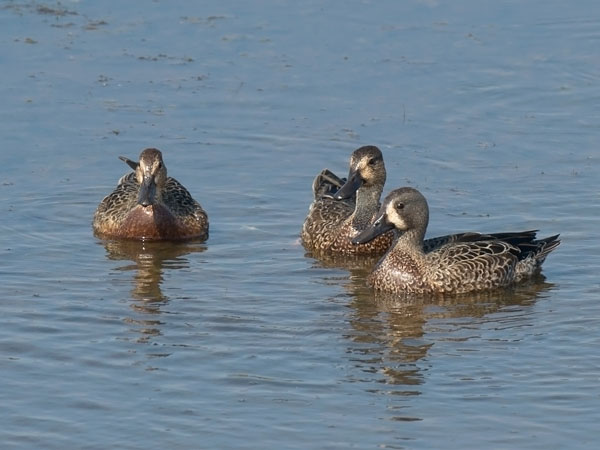 Sinisiipitavi, Blue-winged Teal, Anas discors