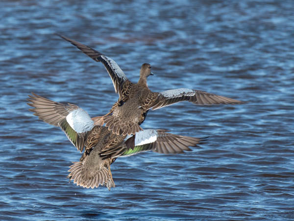 Sinisiipitavi, Blue-winged Teal, Anas discors