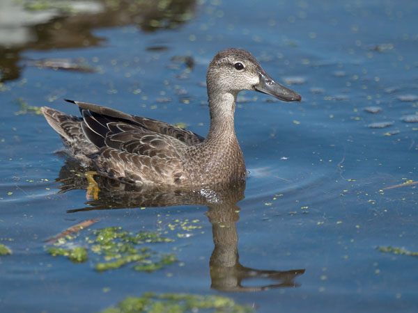 Sinisiipitavi, Blue-winged Teal, Anas discors