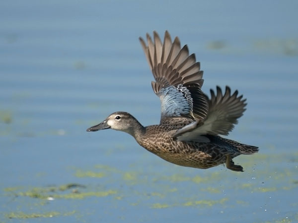 Sinisiipitavi, Blue-winged Teal, Anas discors