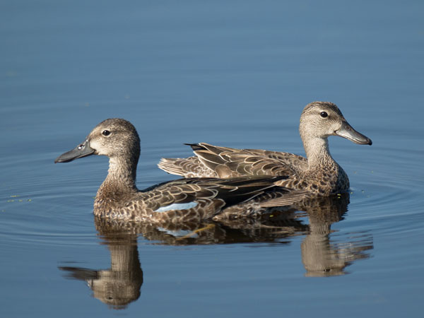 Sinisiipitavi, Blue-winged Teal, Anas discors