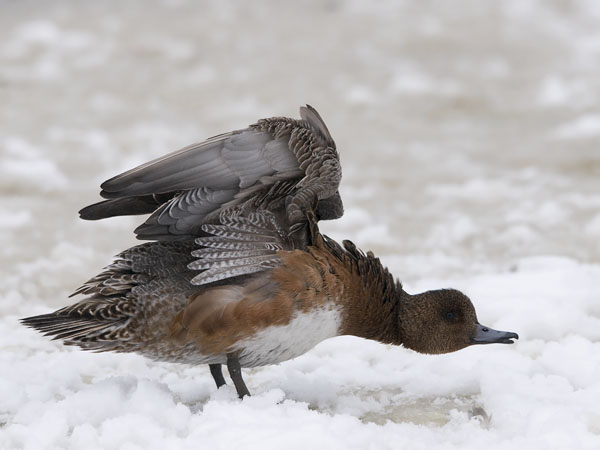 Haapana, Eurasian Wigeon, Anas penelope