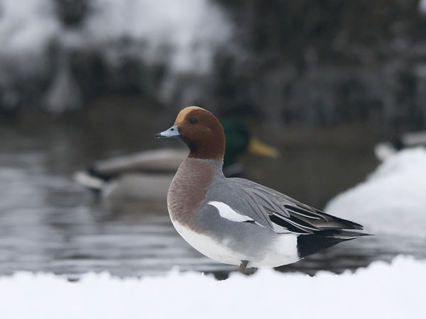 Haapana, Eurasian Wigeon, Anas penelope