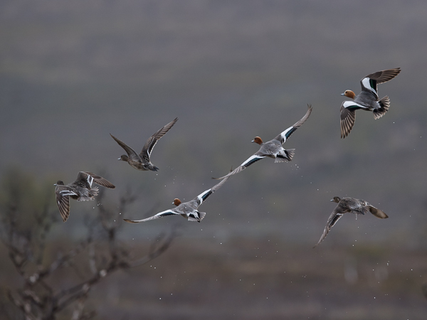 Haapana, Eurasian Wigeon, Anas penelope