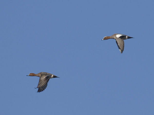 Haapana, Eurasian Wigeon, Anas penelope