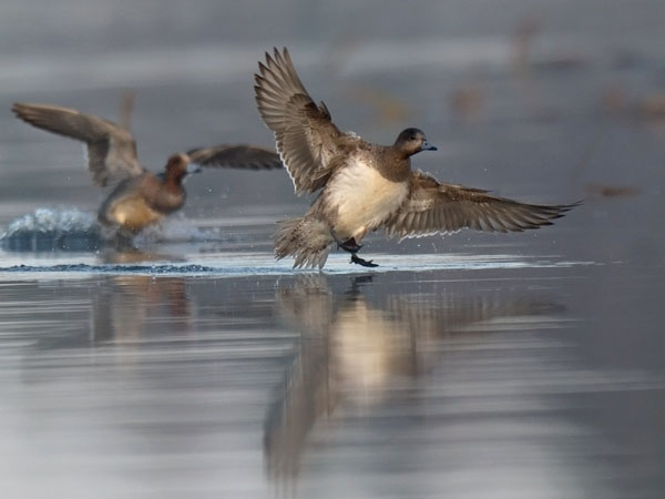 Haapana, Eurasian Wigeon, Anas penelope