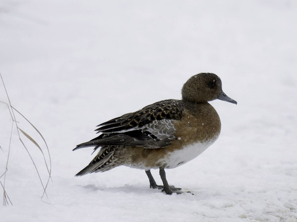 Haapana, Eurasian Wigeon, Anas penelope