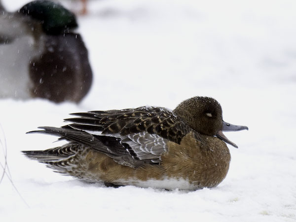 Haapana, Eurasian Wigeon, Anas penelope