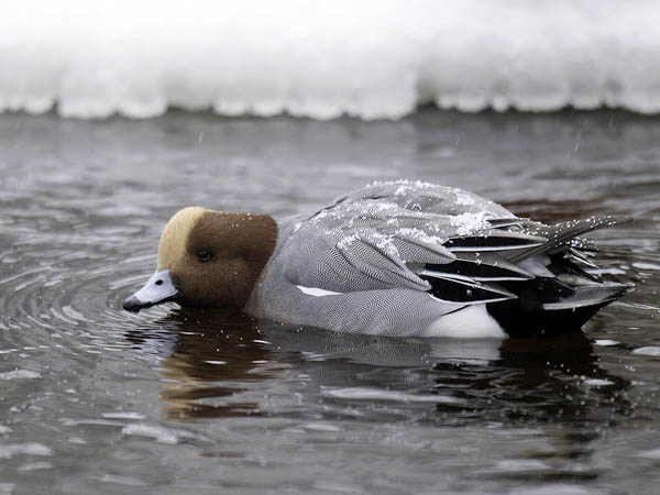 Haapana, Eurasian Wigeon, Anas penelope