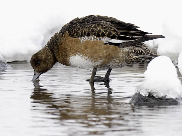 Haapana, Eurasian Wigeon, Anas penelope
