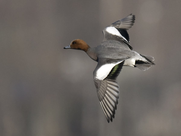 Haapana, Eurasian Wigeon, Anas penelope