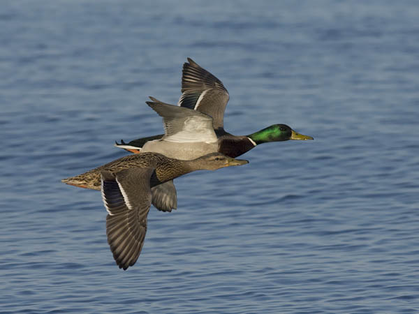 Sinisorsa, Mallard, Anas platyrhynchos