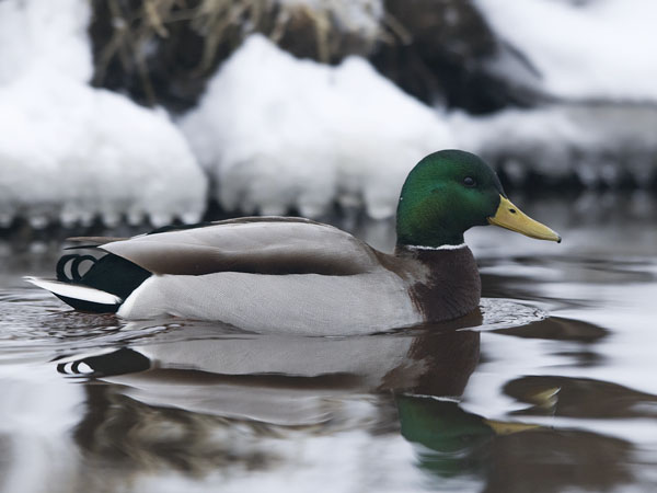 Sinisorsa, Mallard, Anas platyrhynchos