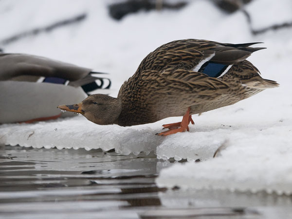 Sinisorsa, Mallard, Anas platyrhynchos