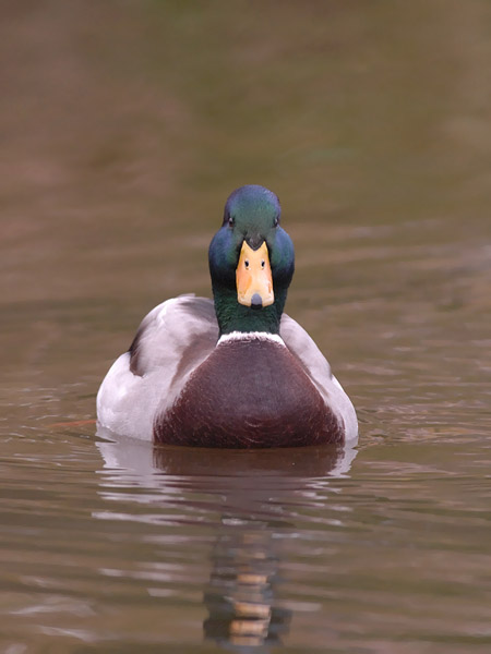 Sinisorsa, Mallard, Anas platyrhynchos