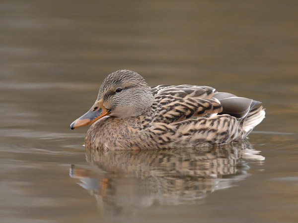 Sinisorsa, Mallard, Anas platyrhynchos