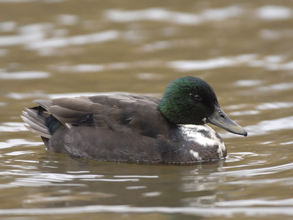 Sinisorsa, Mallard, Anas platyrhynchos