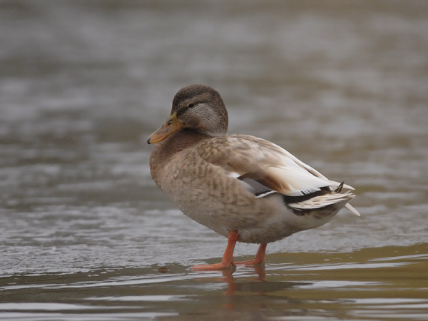 Sinisorsa, Mallard, Anas platyrhynchos