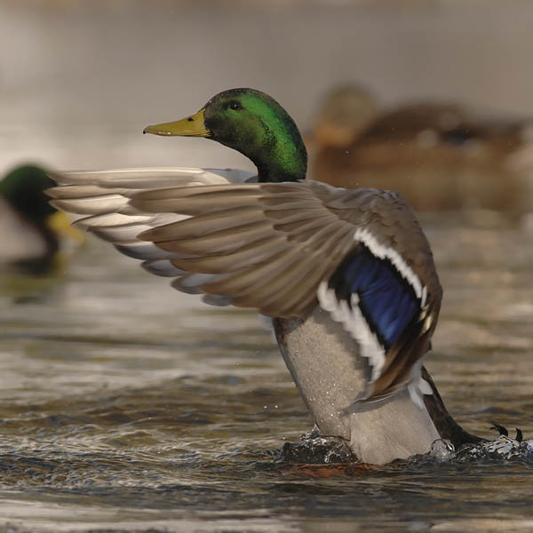 Sinisorsa, Mallard, Anas platyrhynchos