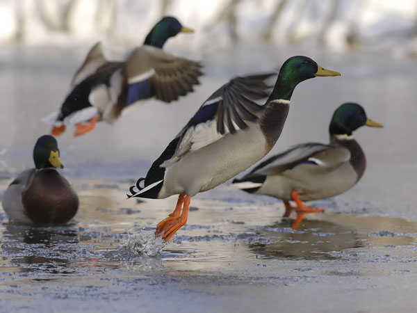 Sinisorsa, Mallard, Anas platyrhynchos