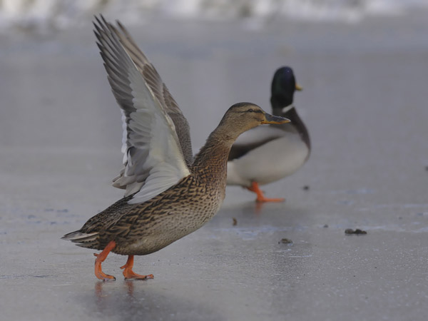 Sinisorsa, Mallard, Anas platyrhynchos