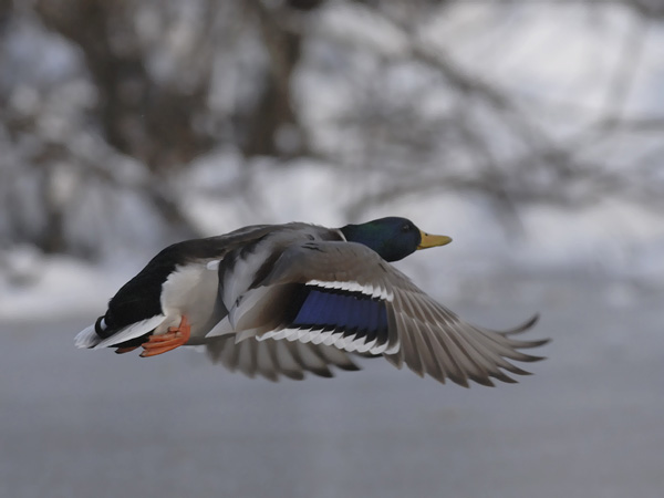 Sinisorsa, Mallard, Anas platyrhynchos