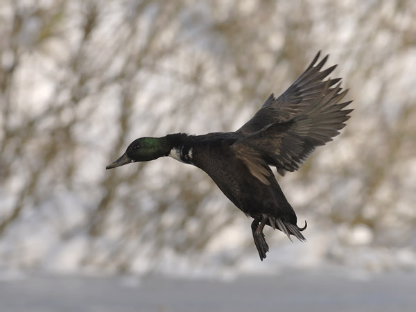 Sinisorsa, Mallard, Anas platyrhynchos