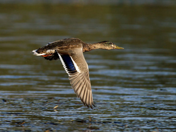 Sinisorsa, Mallard, Anas platyrhynchos