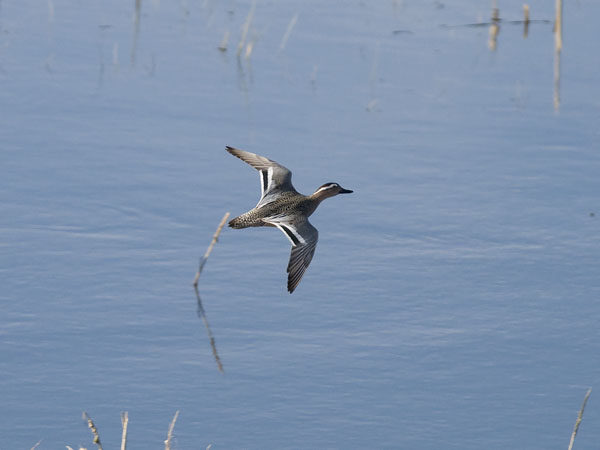 Heinätavi, Garganey, Anas querquedula