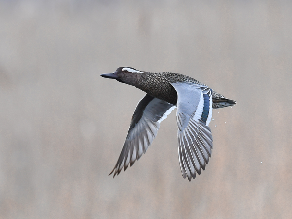 Heinätavi, Garganey, Anas querquedula