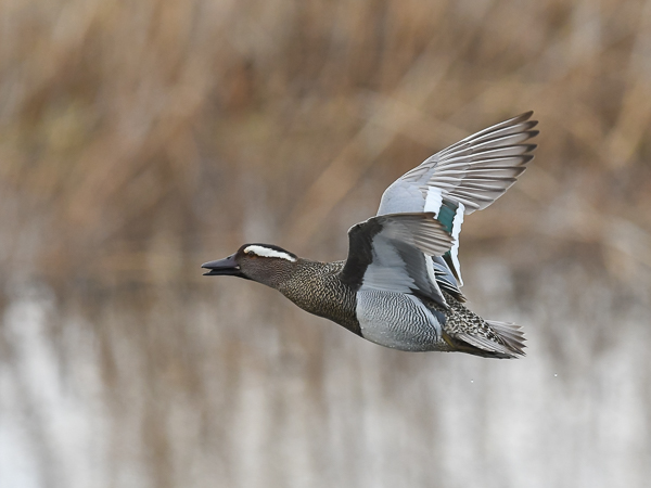 Heinätavi, Garganey, Anas querquedula