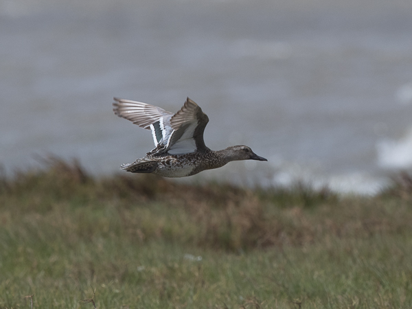 Heinätavi, Garganey, Anas querquedula