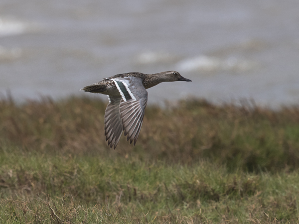 Heinätavi, Garganey, Anas querquedula