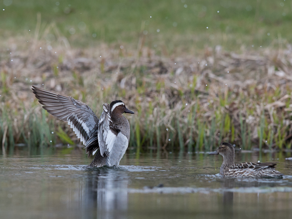 Heinätavi, Garganey, Anas querquedula