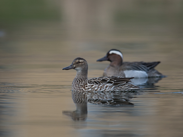 Heinätavi, Garganey, Anas querquedula