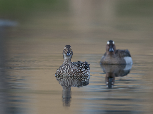 Heinätavi, Garganey, Anas querquedula