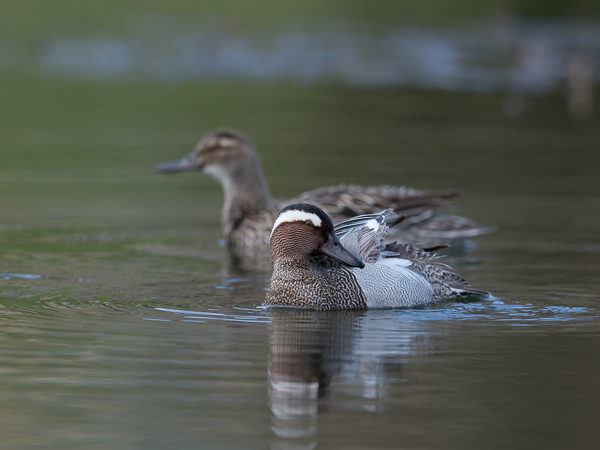 Heinätavi, Garganey, Anas querquedula