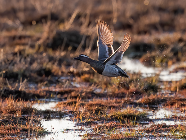 Heinätavi, Garganey, Anas querquedula