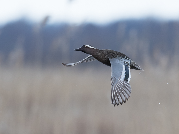 Heinätavi, Garganey, Anas querquedula