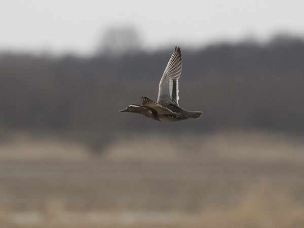 Heinätavi, Garganey, Anas querquedula