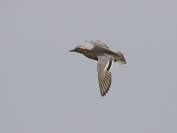 Heinätavi, Garganey, Anas querquedula