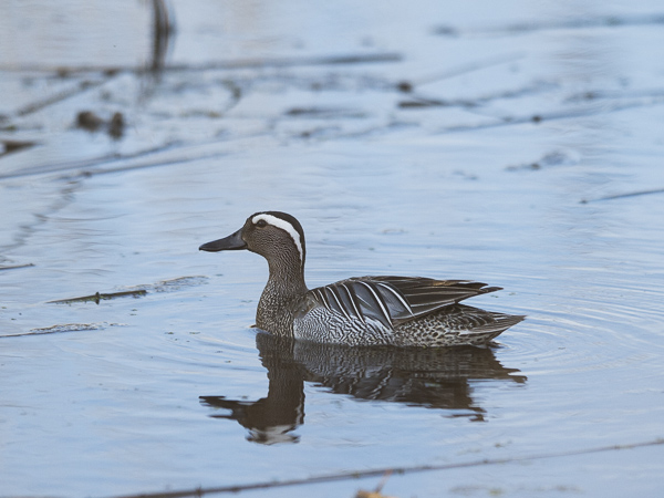 Heinätavi, Garganey, Anas querquedula