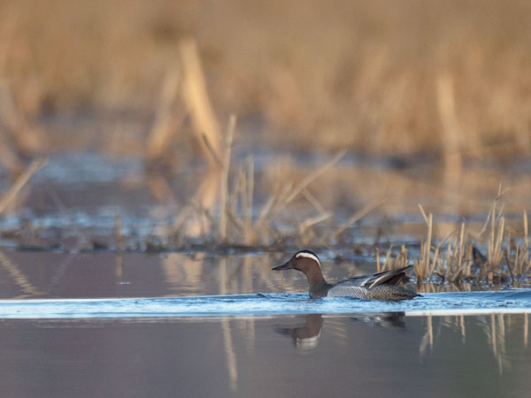 Heinätavi, Garganey, Anas querquedula