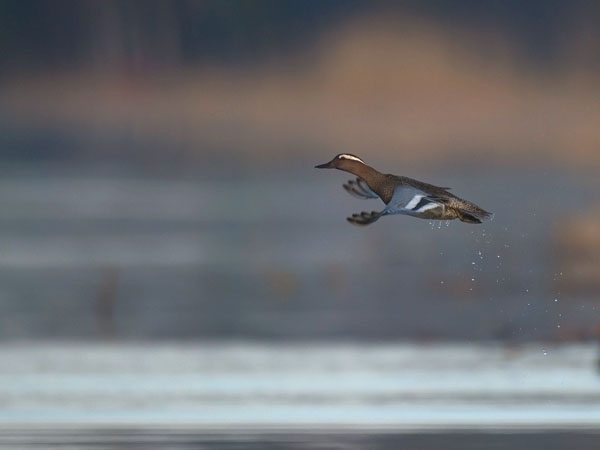 Heinätavi, Garganey, Anas querquedula